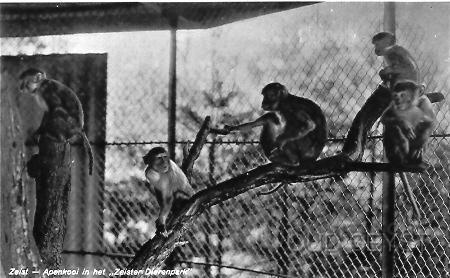 Jagers-1933-003.jpg - Zeist kreeg er op 18 juni 1932 een trekpleister bij namelijk een Zeister Dierentuin. Deze lag aan de linker zijde van uitspanning “’t Jagershuis” (voorheen ’t jagertje). Oprichters van de dierentuin waren de heren A. en W. Kolfschoten. In de dierentuin bevonden zich onder andere Kakatoes, bontkleurige amazone papagaaien, Shetland pony’s, Neus- en wasberen, dwerggeiten, Kangoeroes, dam- en edelherten, flamingo’s, struisvogels, apen, steenbokken en maneschapen. Tijdens de tweede wereldoorlog heeft de dierentuin haar poorten gesloten. Foto van een apenverblijf in 1933.